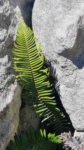 Blechnum punctulatum